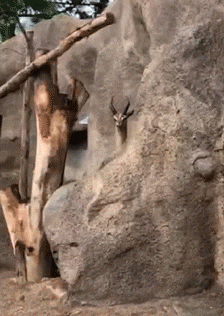 1749740948473.gif