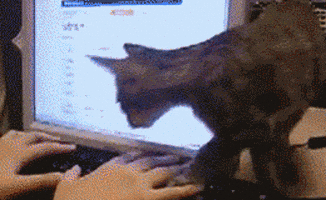 1754760966184.gif