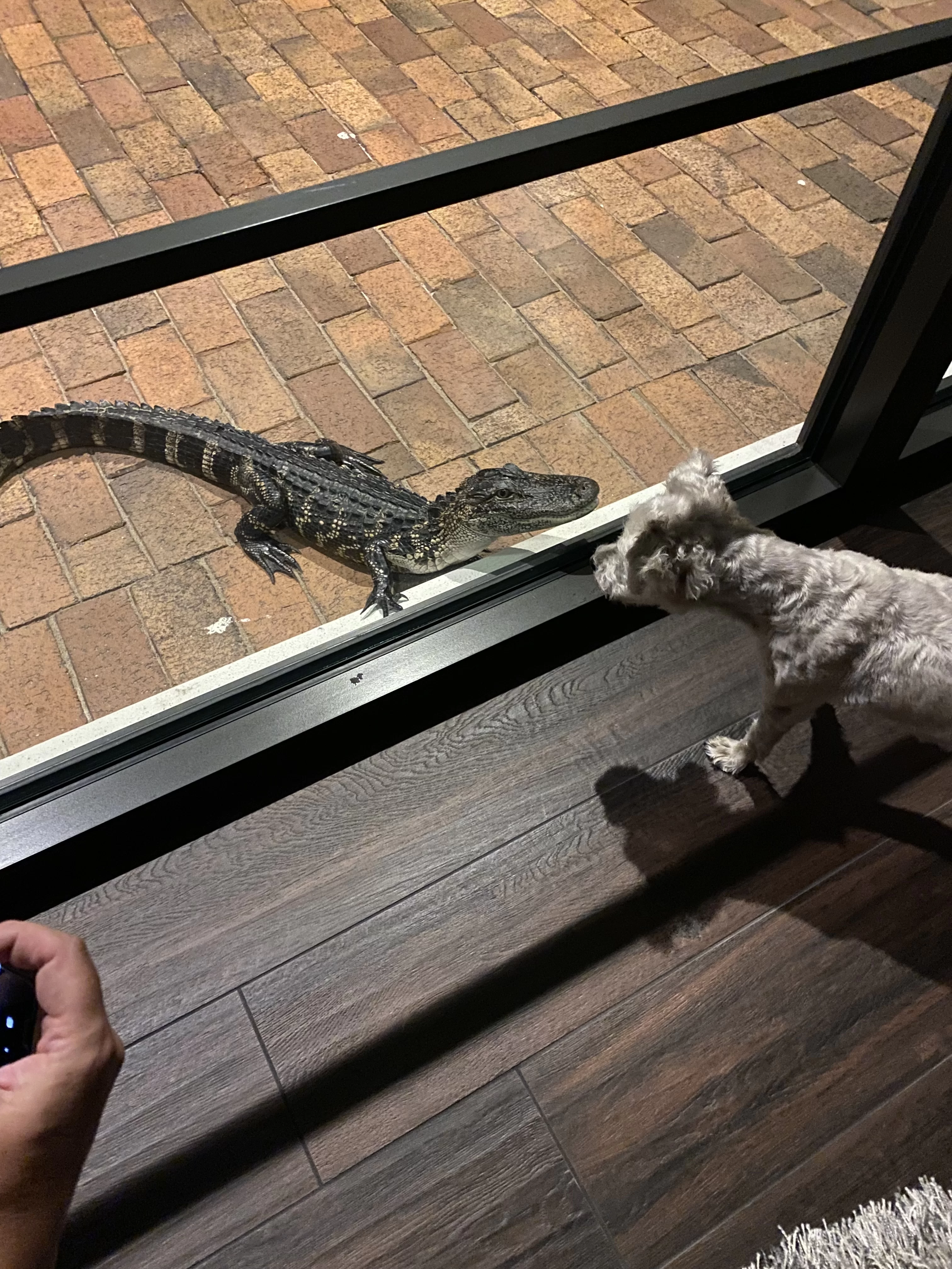 PorchGator3.webp