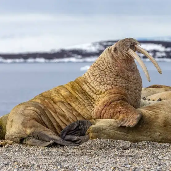 walrus.webp