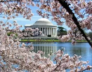 Cherry Trees-Jefferson Memorial & Tidal Basin.webp