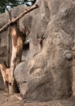 1749740948473.gif