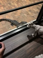 PorchGator3.webp