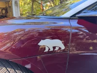driver bear.webp