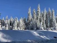 Gumdrptrees.webp