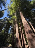 tall.webp