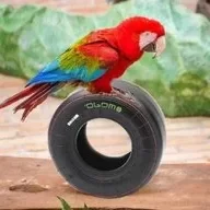 danceparrot
