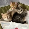 Cat Daddy