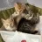 Cat Daddy
